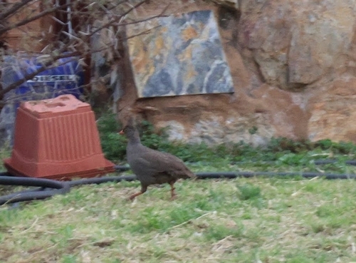 Red-billed Spurfowl