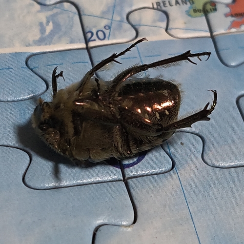 Cetonia carthami
