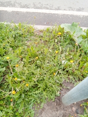 Capsella bursa-pastoris