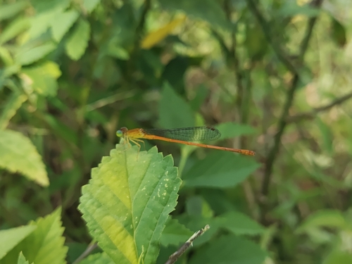 Orange Marsh Dart