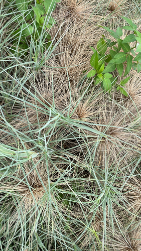 Spinifex littoreus observed 2026-09-04
