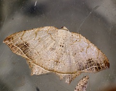 Oxymacaria temeraria