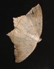 Oxymacaria temeraria