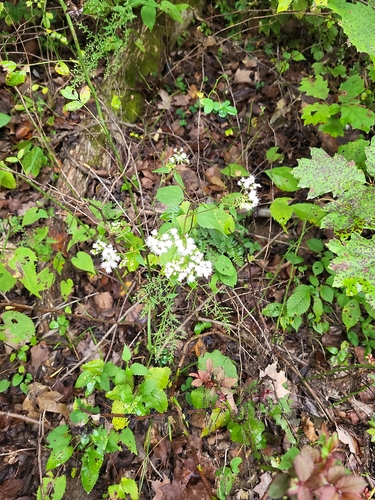 white snakeroot