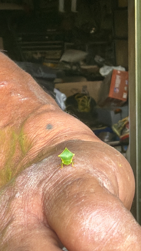 Buffalo Treehopper