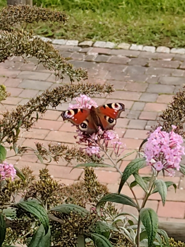 European Peacock Butterfly
