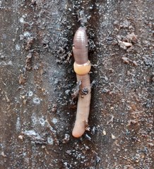 Satchellius mammalis