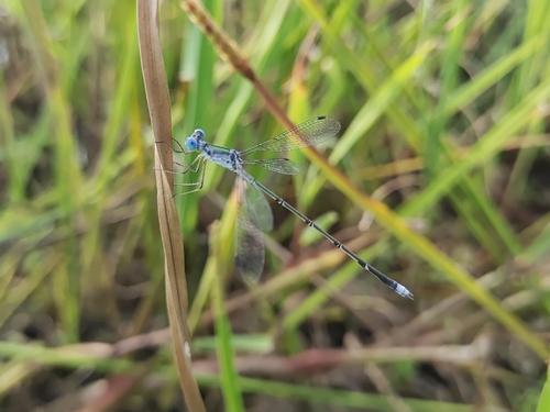 Malabar Spreadwing