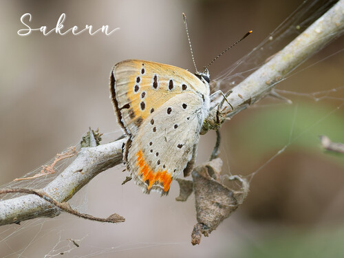 Small Copper