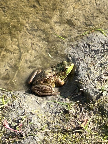 Green Frog