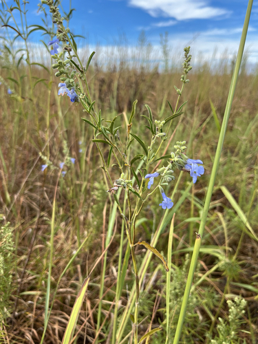 giant blue sage
