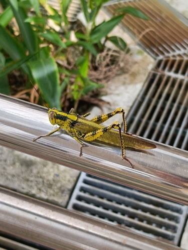 Javanese Grasshopper