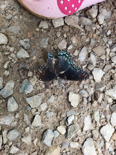 Red-spotted Admiral