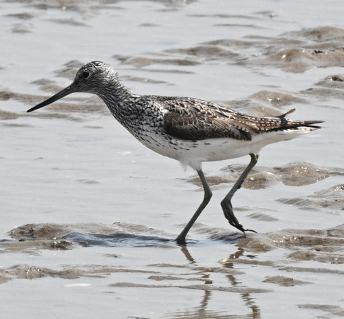 Common Greenshank