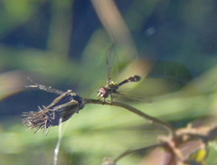 Dioprosopa clavata