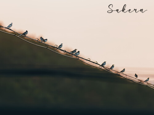 White Wagtail