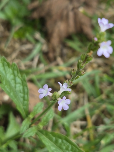 Common vervain
