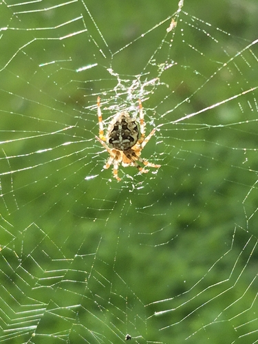 Cross Orbweaver