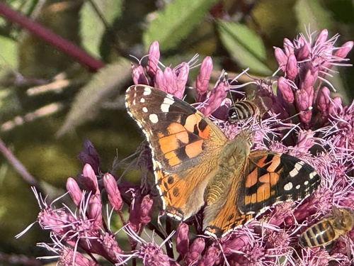 Painted Lady