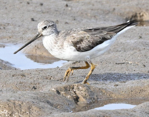Terek Sandpiper