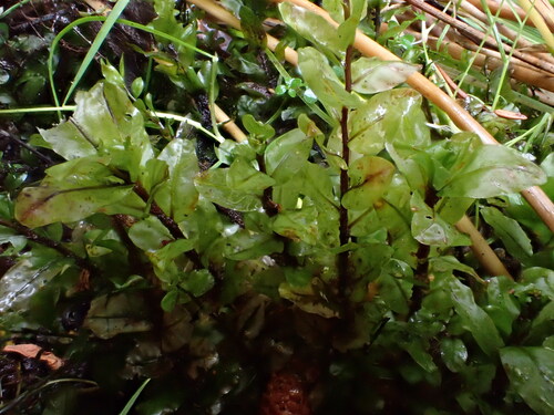 Pseudobryum cinclidioides observed 2026-09-09