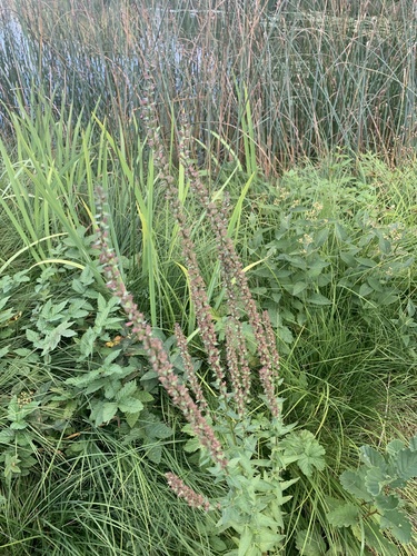purple loosestrife