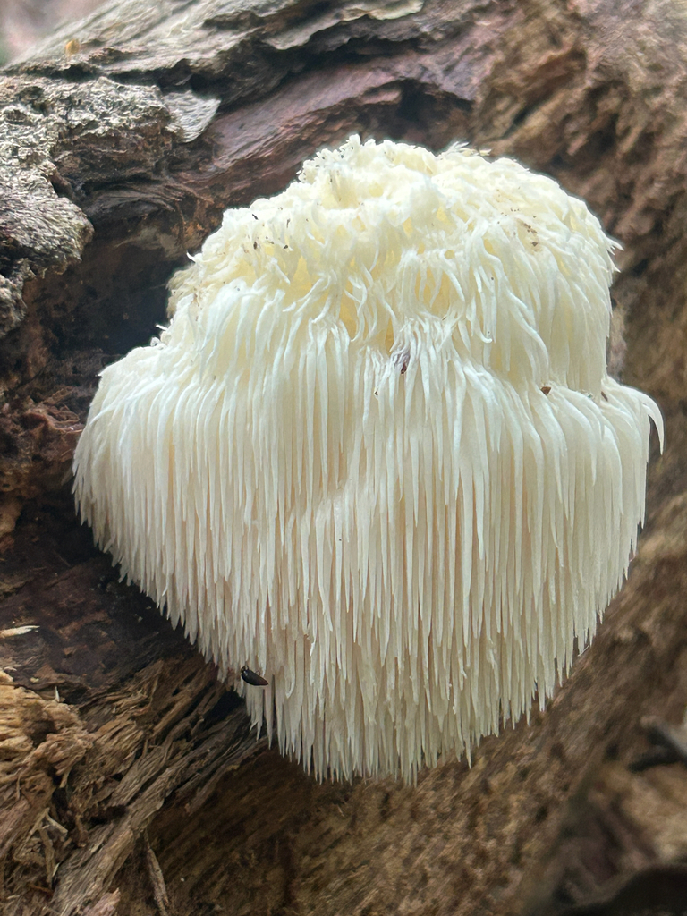 lion's-mane mushroom · September 2026 · photo: Photo: (c) martin_livezey, some rights reserved (CC BY) · iNaturalist