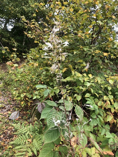 fireweed