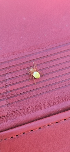 Cucumber Spiders