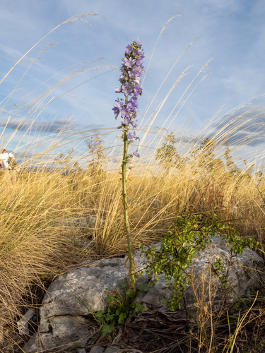 Campanula pyramidalis, photograph 5