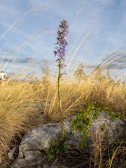 (c) connyklein, some rights reserved (CC BY) Campanula pyramidalis, photograph (c) connyklein, some rights reserved (CC BY)