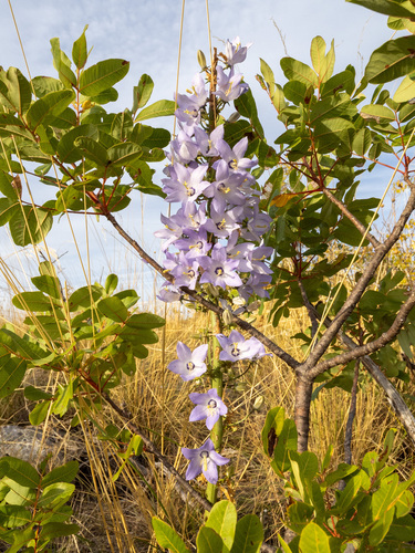 Campanula pyramidalis, photograph 6