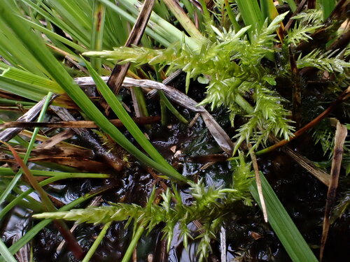 Calliergon giganteum observed 2026-09-09