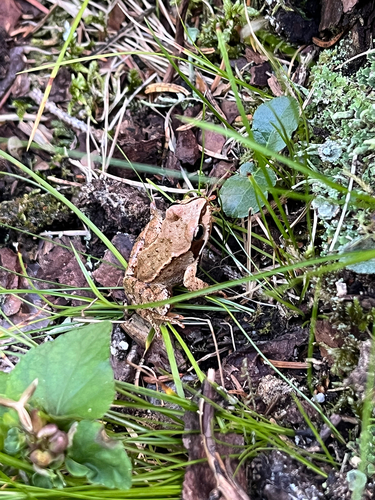 European Common Frog