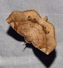 Pangrapta curtalis