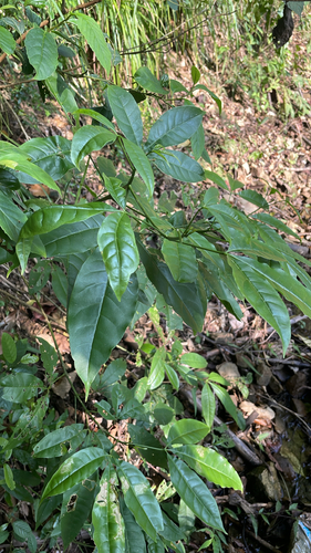 Melicope pteleifolia observed 2026-09-13