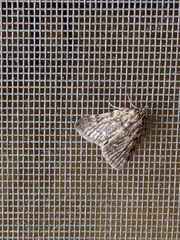 Aglossa pinguinalis