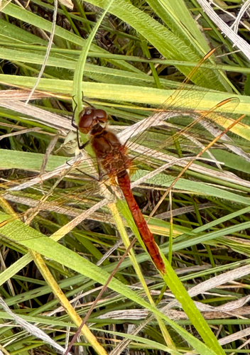 Saffron-winged Meadowhawk