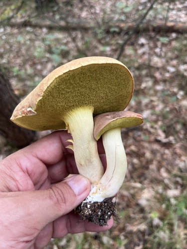 Suede Bolete