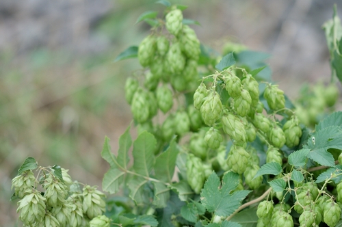 common hops