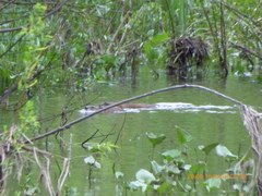 Ondatra zibethicus