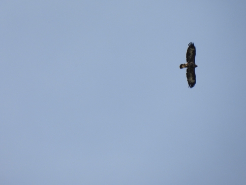 Golden Eagle