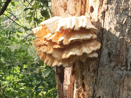 chicken of the woods