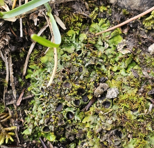Common Chocolate Chip Lichen