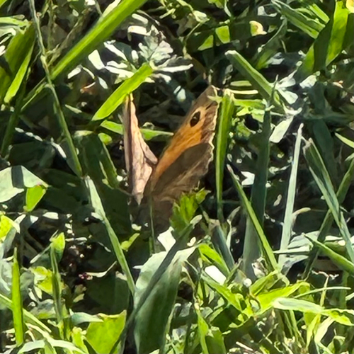 Meadow Brown