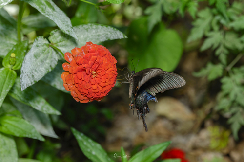 Chinese Peacock Swallowtail