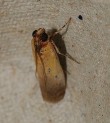 Piesmopoda semilutea