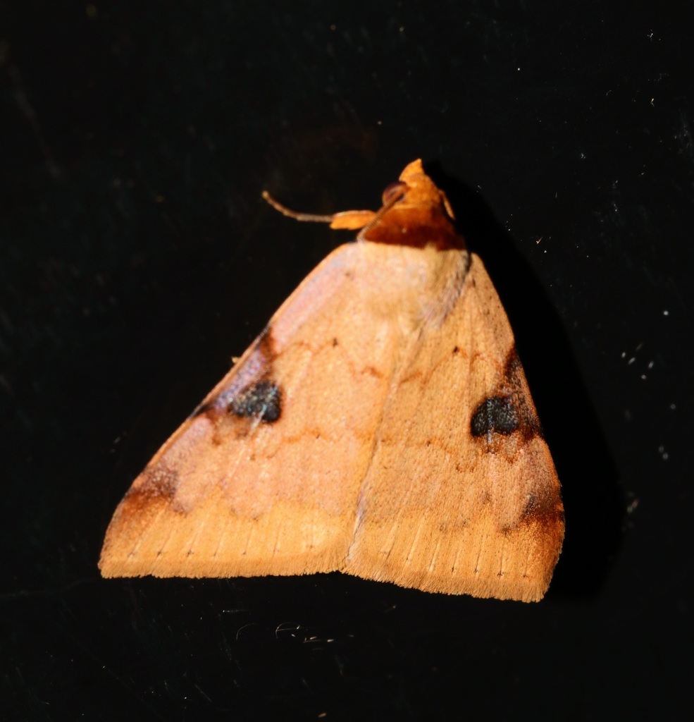 Plecoptera