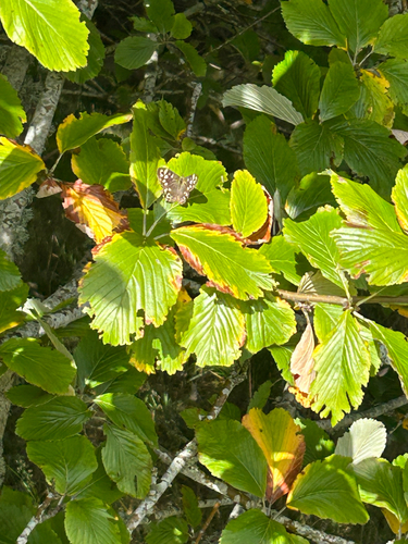 Speckled Wood