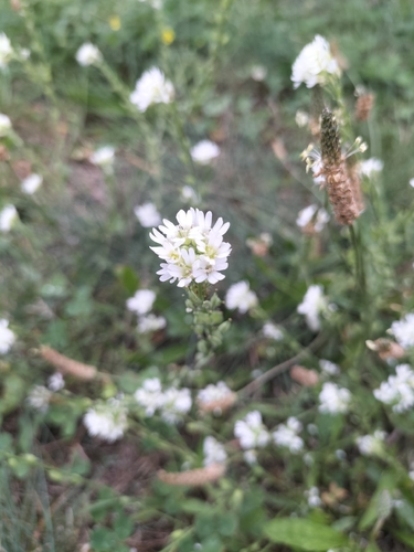 hoary alyssum